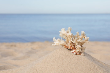 Obraz na płótnie Canvas Sandy beach with beautiful coral near sea. Space for text