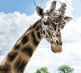 A giraffe - neck and head, close up isolated with a background of sky and clouds. 