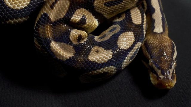 Video of ball python on black texture