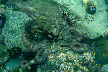 Diving and underwater photography, octopus under water in its natural habitat.
