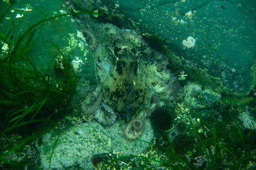 Fototapeta na wymiar Diving and underwater photography, octopus under water in its natural habitat.