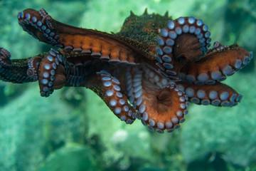 Diving and underwater photography, octopus under water in its natural habitat.
