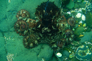 Diving and underwater photography, octopus under water in its natural habitat.