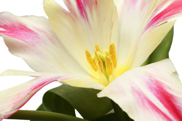 Fototapeta premium White tulips with red edges of petals isolated on white background