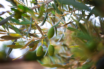 Green olive on the branch in Greece. Summer vacation. Healthy food concept