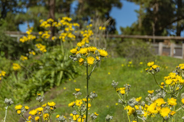 Obraz premium Flowering giant dandelion and bees flying around to pick up nectar. Close up, selective focus. Forest mountains of Tenerife, Canary Islands, Spain