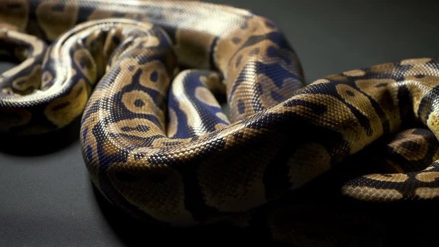 Footage of royal ball python on dark table