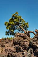 Vertical. Unique pine tree leaning towards the horizon, growing straight from the lava and bites into the rocks. Bright blue sky, moutain pine forest in the background. Sunny day. Tenerife, Spain