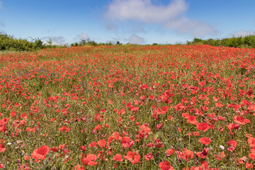 Garden plot covered by Flowering red poppies on background of blue sky with white fluffy clouds. Bright, warm sunny day. Tenerife, Canary islands