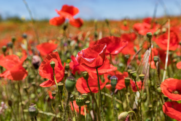Garden plot covered by Flowering red poppies on background of blue sky with white fluffy clouds. Bright, warm sunny day. Tenerife, Canary islands