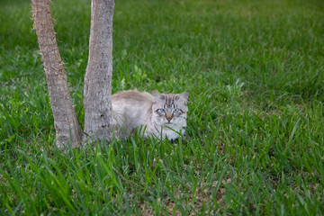 Fototapeta premium Beautiful kitten sitting under the tree waiting for prey. Trunk of yucca and green grass background