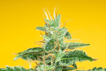 CBD THC in Pot. Fresh green weed In details. Marijuana bud close up. Indica flower. Macro trichomes...