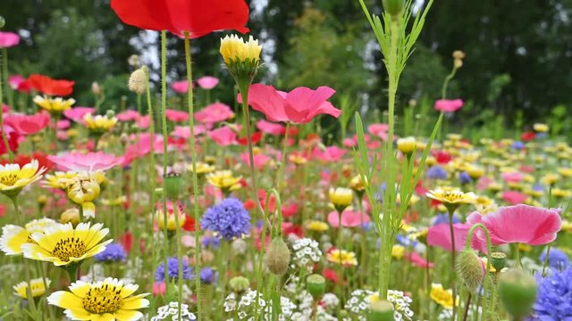 Natural background made of bright, colorful, vibrant selections of wildflowers on a spring meadow in British Columbia, Canada
