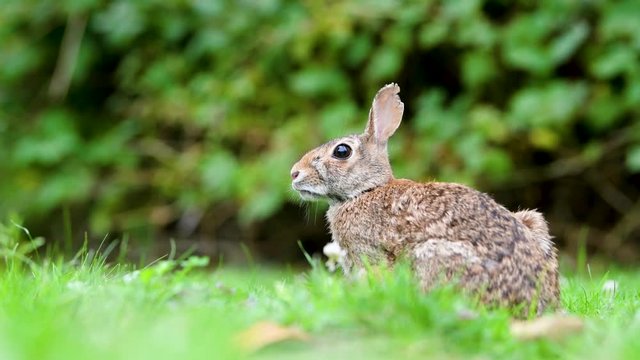 Close-up photo with copy space of an eastern cottontail rabbit (Sylvilagus floridanus) in British Columbia, Canada