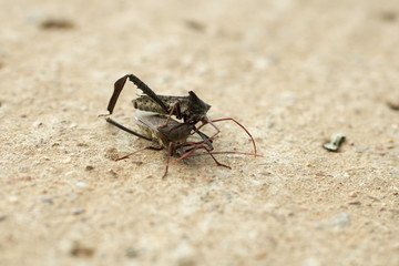 Mating insects in North Alabama