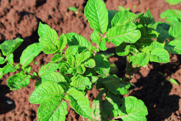 Fototapeta na wymiar Growing potatoes in the garden. Close-up. Background.