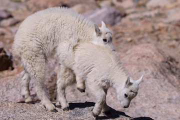 Obraz premium Wild Mountain Goats of the Colorado Rocky Mountains