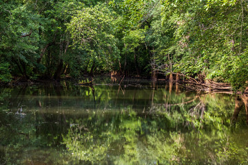 Fototapeta na wymiar Calm water in a swamp in North Alabama
