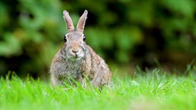 Close-up photo with copy space of an eastern cottontail rabbit (Sylvilagus floridanus) in British Columbia, Canada