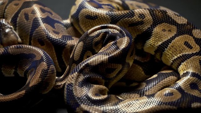 Footage of ball python on dark