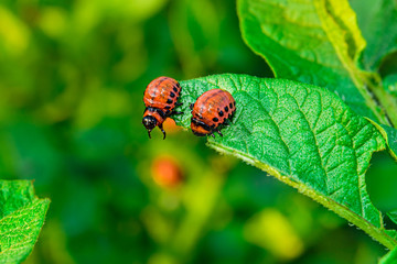 Colorado potato beetle larvae eat leaf of young potato, closeup. Pests destroy a crop in the field. Parasites in wildlife and agriculture.