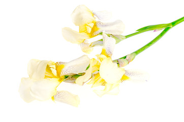 Iris flower light yellow. Studio Photo