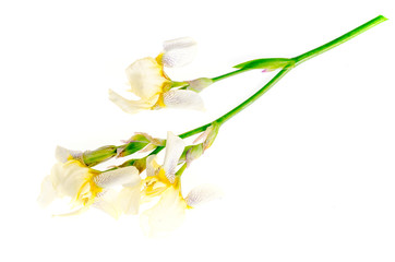 Naklejka na ściany i meble Iris flower light yellow. Studio Photo