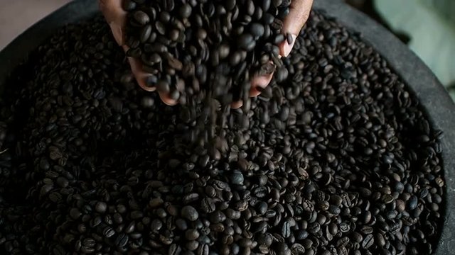 Hand holding many coffee beans And poured down, Dark roasted coffee from the barrel.