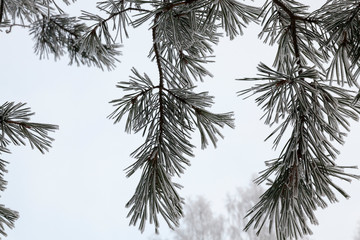 Winter trees, close-up