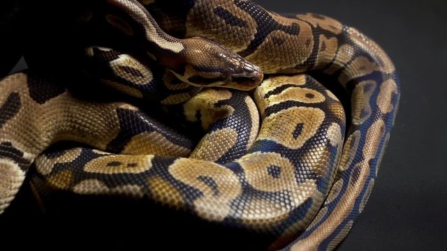 Footage of ball python on black background