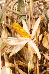 yellowed ripe corn