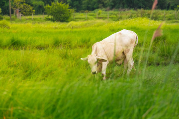 Cow on green grass fields