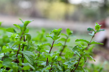 BEAUTIFUL MINT PLANTS