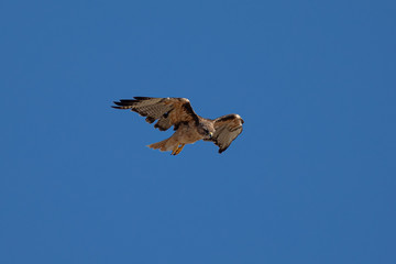 Very close view of a red-tailed hawk flying, seen in the wild in North California
