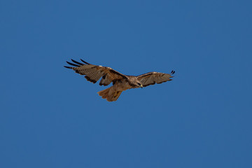 Very close view of a red-tailed hawk flying, seen in the wild in North California