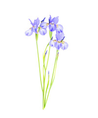 Delicate purple garden irises, isolated on white. 