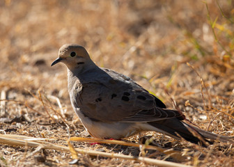 Close up of a Mourning Dove