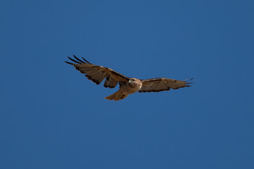 Very close view of a red-tailed hawk flying, seen in the wild in North California