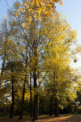 Yellow maple foliage