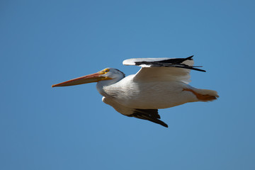 Fototapeta na wymiar American white pelican in flight, seen in North California