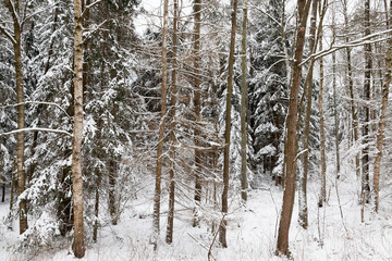 Winter landscape, snowfall