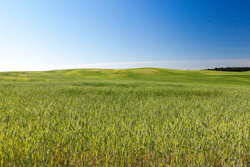 Field with cereal