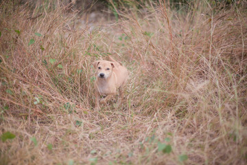 young lion in the grass