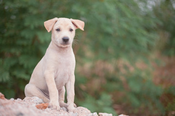 portrait of a dog