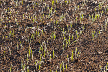 new crop of wheat