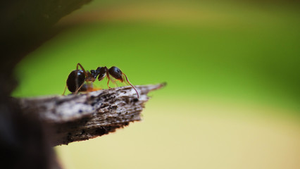 Black garden ants macro shot