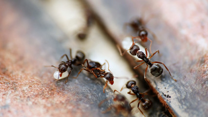 Black garden ants macro shot