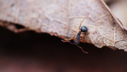 Black garden ants macro shot