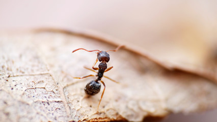 Black garden ants macro shot