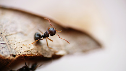 Black garden ants macro shot